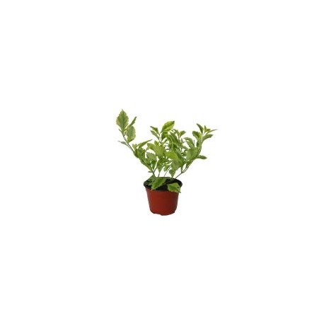 Planta duranta gold