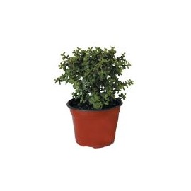 Planta árbol de la abundancia