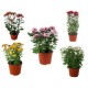 Planta crisantemo colores m6"