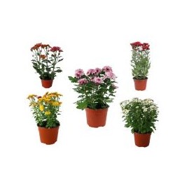 Planta crisantemo colores m6"