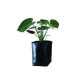 Planta Piñanona B07