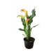 Planta natural alcatraz de color(cala lily) m6"