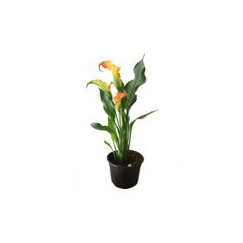 Planta natural alcatraz de color(cala lily) m6"