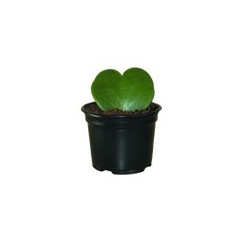 Planta hoja de corazón M4"
