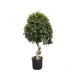 Planta ficus tornillo