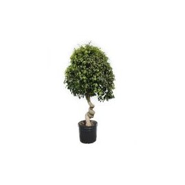 Planta ficus tornillo