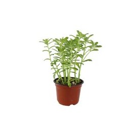 Planta crasulácea superbum