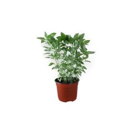 Planta albahaca verde m6"