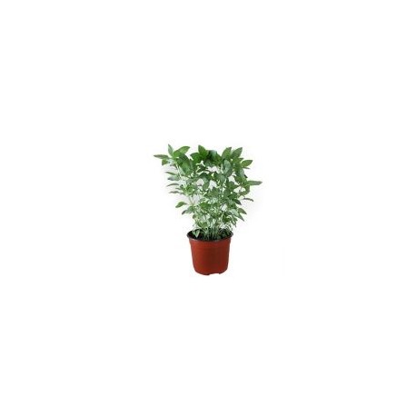 Planta albahaca verde m6"