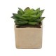 Arreglo Suculenta con Maceta Gold 10 cm