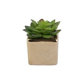 Arreglo Suculenta con Maceta Gold 10 cm