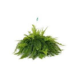 Planta helecho Bostón