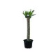 Planta Palo de Brasil Ricky M8"