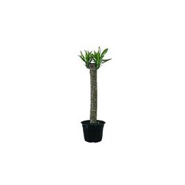 Planta Palo de Brasil Ricky M8"