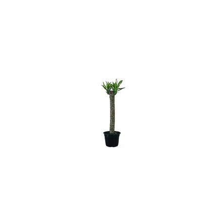 Planta Palo de Brasil Ricky M8"