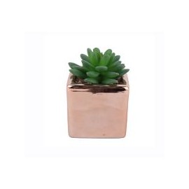 Arreglo Suculenta con Maceta Rosa 10 cm