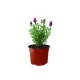 Planta Lavanda rosa M6"