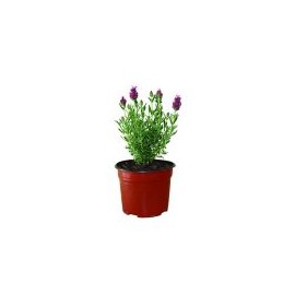 Planta Lavanda rosa M6"