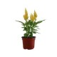 Planta celosia colores m6
