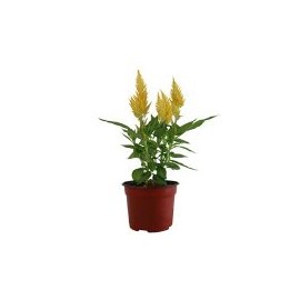 Planta celosia colores m6