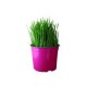 Planta Tommygrass M6"