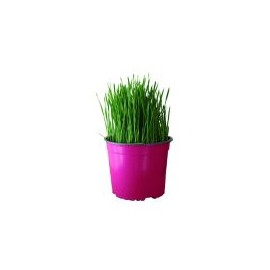 Planta Tommygrass M6"