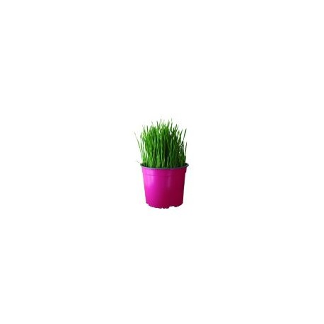 Planta Tommygrass M6"