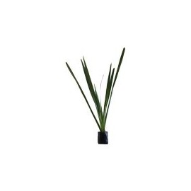 Planta forneo verde b06