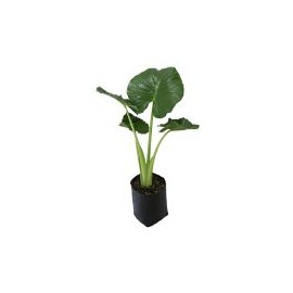 Planta hoja elegante