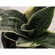 Planta sansevieria hahnii