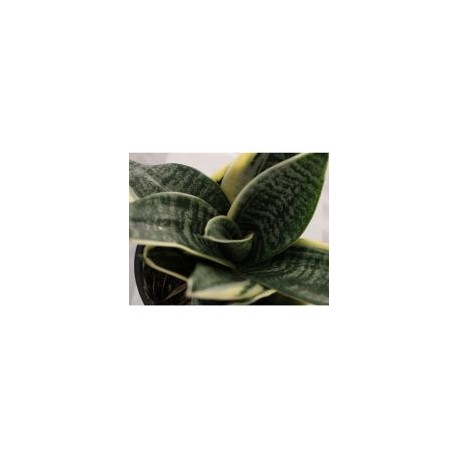 Planta sansevieria hahnii