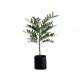 Planta pistache b03