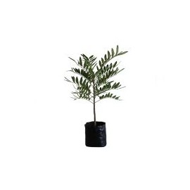 Planta pistache b03