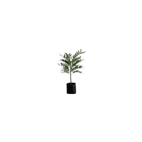 Planta pistache b03