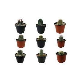 Planta cactus varios m4"