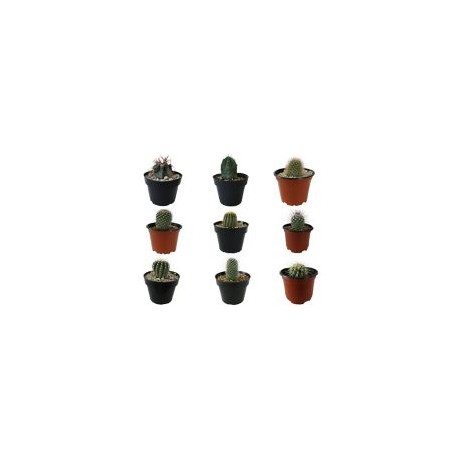 Planta cactus varios m4"