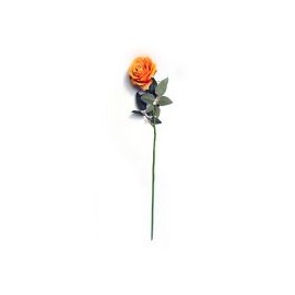 Rosa Cabbage aterciopelada naranja