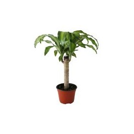 Planta palo de Brasil