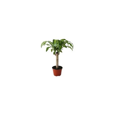 Planta palo de Brasil