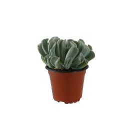 Planta crasulácea runyonii topsy turvy