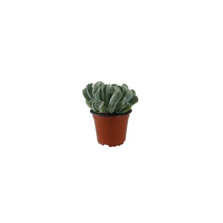 Planta crasulácea runyonii topsy turvy