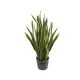 Planta sanciveria