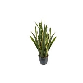 Planta sanciveria