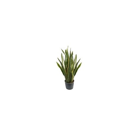 Planta sanciveria