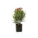 Planta adelfa enana b10