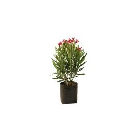 Planta adelfa enana b10