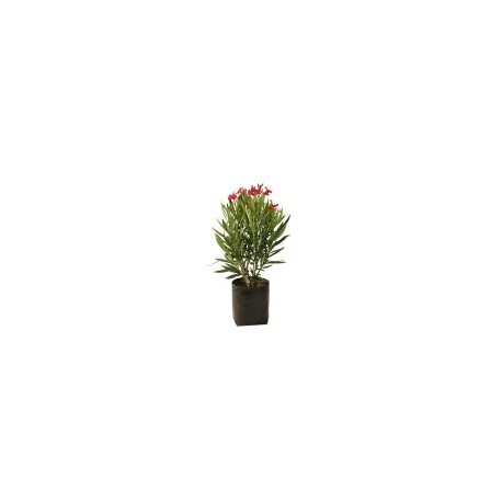 Planta adelfa enana b10
