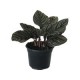 Planta calathea makoyana