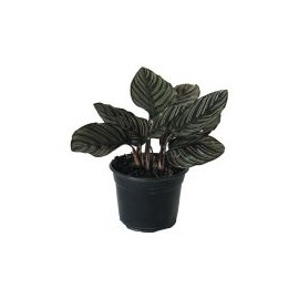 Planta calathea makoyana