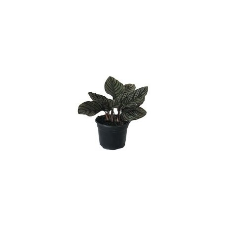 Planta calathea makoyana